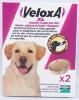 Veloxa XL Vermifuge Chien MERIAL - Boite 2 Comprimés