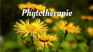 Soin par les plantes et Phytothérapie